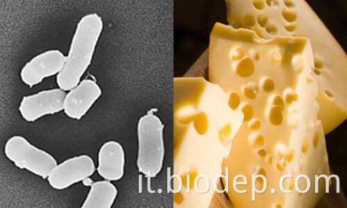 Propionibacterium freudenreichii9 propionibacterium freudenreichii9